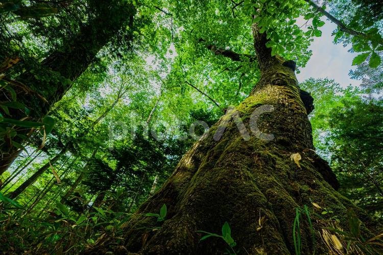 🏞️ 타우슈베츠강 교량 전망대(타우슈베츠가와쿄료텐보다이) 이미지 8